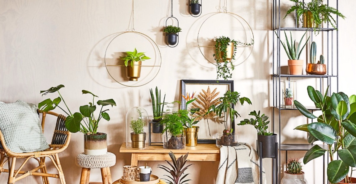 Listy, co změní život aneb Urban Jungle do každého bytu! Které rostliny jsou nejvhodnější?, Studio Evalofa