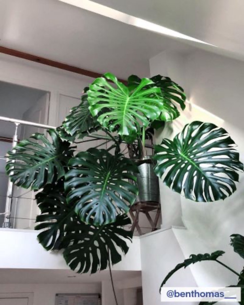 Listy, co změní život aneb Urban Jungle do každého bytu! Které rostliny jsou nejvhodnější?, Studio Evalofa