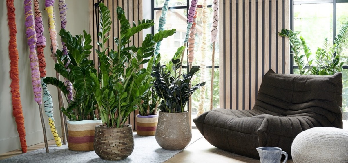 Listy, co změní život aneb Urban Jungle do každého bytu! Které rostliny jsou nejvhodnější?, Studio Evalofa